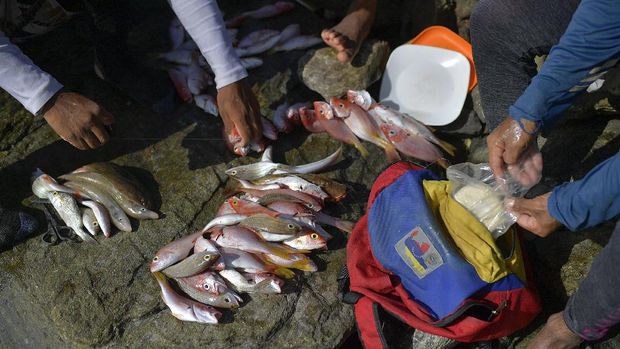 Cara Memilih Umpan Hidup yang Tepat untuk Memancing Ikan