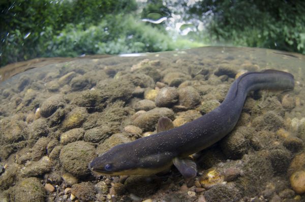 Memancing Ikan Sidat di Sungai Musi