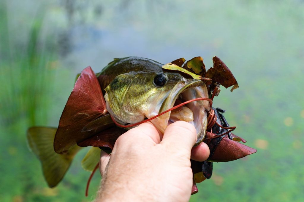 Strategi Memancing Ikan Bass: Teknik dan Umpan Terbaik